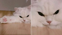 종일 자기 귀찮게하는 집사에게 분홍젤리 보여주며 인상 팍팍 쓰는 중인 시크 고양이