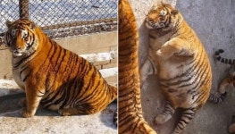 무시무시한 카리스마 보여준다더니 왕성한 식탐 탓에 어느 순간 돼랑이 되어버린 호랑이