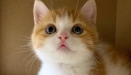 짧은 다리가 귀여운 먼치킨 고양이 키우고 있다면 신경 써서 꼭 관리해줘야 할 3가지 사항