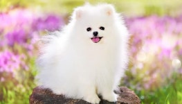 복슬복슬 털 너무 귀엽고 사랑스러운 화이트 포메라니안 돌볼 때 꼭 알고 있어야 할 상식