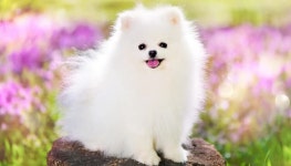 복슬복슬 털 너무 귀엽고 사랑스러운 화이트 포메라니안 돌볼 때 꼭 알고 있어야 할 상식