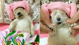 출장 때문에 여친에게 잠시 강아지 부탁했던 남자가 결혼해야겠다고 결심한 결정적인 이유