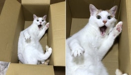 오늘 동물병원 가야 한다는 집사의 말 한마디에 진짜?! 경악하는 고양이의 찐 리액션