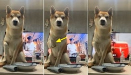 고양이 마냥 식탁 위에 올라오더니 맡겨놓은 것처럼 당당하게 자기 간식 달라 조르는 강아지