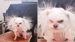 언니! 오늘 미용실 안 가도 되겠는데?…자고 일어났다가 자기 모습 보고 당황한 댕댕이