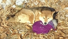 맹추위 한파 속 서울 수락산에 강아지 20마리 집단 유기 40대 남성 자진 출석해 자백했다