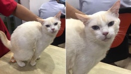 변비 걸려 화장실 못 가길래 동물병원 데려갔더니 수의사 보자마자 앞에서 똥 싸버린 고양이