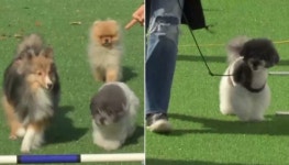 따뜻한 봄날 서울 여의도 한강공원에서 우리집 강아지랑 마음껏 뛰어놀아 보아요