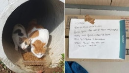 평소 먹이 챙겨주던 길고양이 죽자 막무가내로 동물병원에 사체 버리고 가버린 캣맘 논란