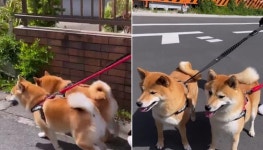 산책 나온 줄 알고 신났는데 목적지가 동물병원이라는 사실 깨달은 두 강아지의 현실 표정