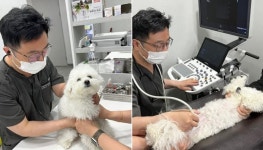 전국 최초 유기동물 입양하면 1년치 진료비 반값 할인해주는 동물병원 운영하는 지자체