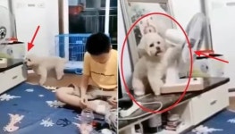 더워서 힘들어 죽겠는데 정작 자신한테 선풍기 바람 오지 않자 강아지가 보인 놀라운 행동