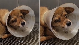 모란시장 건너편 동물병원에 신고돼 보호소 입소한 유기견…마음의 문을 굳게 닫았습니다