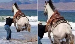 목장에만 갇혀 답답해 하는 말 위해 난생 처음 바다 보여준 주인이 1초만에 급후회한 이유