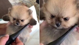 뽀시래기에게 예쁘게 꽃단장 해주려 했던 집사가 생명의 위험(?) 느꼈다는 찰나의 순간