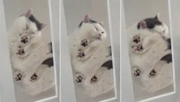 캣타워에 올라가 앉아서 그루밍하고 있는 고양이의 모습 아래에서 봤을 때 이런 모습 입니다