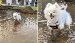 잠깐 한눈 판 그 사이 정원에 생긴 웅덩이 속 들어가서 발 담그고 기분 좋아 웃는 포메라니안