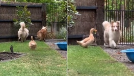 어렸을 적부터 강아지랑 자라서 자기가 강아지라고 생각하는 오리가 실제 보인 의외의 행동