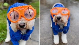 밖에 비 오는데 산책 나가자 조르는 강아지에게 씌워주면 힙하게 된다는 와이퍼 고글