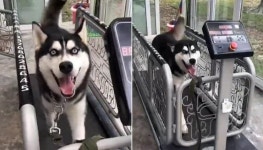 회사 일 때문에 강아지 산책 시킬 수 있는 시간 조차 없던 집사가 고민 끝에 내놓은 비상 대책