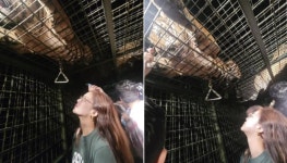 뜰창에 갇혀 있는 사자 모습이 담긴 사진 찍어 인스타에 올렸다가 논란 일어난 황정음