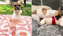 두 앞다리 없이 태어나 네 발로 걷지 못해 모두들 불행할거라고 말했지만 오히려 행복한 강아지