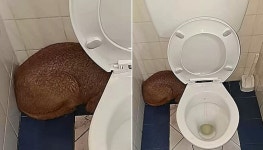 배 신호가 와서 공중 화장실 달려간 남성이 문 열고 들어가려는 순간 놀라게 만든 이것 정체