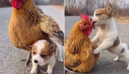 처음 보는 사이인데 닭 보자마자 반갑다면서 적극적으로 얼굴 핥고 애정 표현하는 아기 강아지