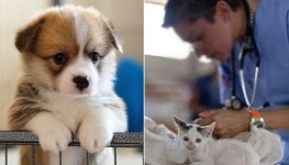 추석 연휴 기간에 우리집 강아지와 고양이의 진료 가능한 동네 응급 동물병원 알려드립니다