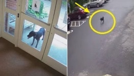 지인 결혼식 참석 때문에 강아지 잠시 부모님 댁에 맡겨놨는데 직장 앞까지 찾아왔다는 강아지