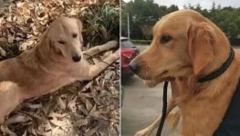 집안 리모델링 공사 때문에 친구에게 맡겼더니 100km 거리 직접 걸어서 집 찾아온 강아지