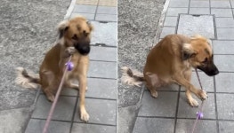 자기 목욕 때문에 미용실 데려가려 하는 집사 귀신 같이 눈치 차리고 완강히 거부하는 강아지