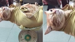 몸무게 측정하기 힘들어 동물병원도 포기한 고양이를 단번에 해결한 할아버지의 신박한 방법