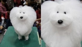 미용 예쁘게 해준다던 집사 말만 믿고 미용실 따라갔다가 뜻밖의 모습에 당황한 댕댕이