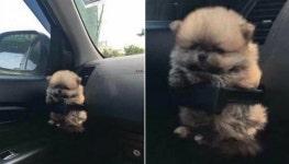 동물병원 가야 해서 장난꾸러기 아들한테 강아지 데리고 먼저 차에 타고 있으라 했더니…