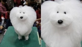 미용 예쁘게 해준다던 집사 말만 믿고 미용실 따라갔다가 뜻밖의 모습에 당황한 댕댕이