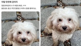 야탑 탑천변에서 비를 맞고 돌아다니는 유기견이 주인인 줄 알고 아무나 졸졸 쫓아다녀요