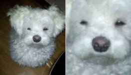 잠든 댕댕이 깰까봐 새벽에 몰래 방에서 조심스럽게 과자 봉지 뜯은 집사가 놀란 이유