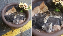 화분 버릴려고 길가에 내놓았더니 그 안에 옹기종기 들어가서 잠든 새끼 고양이들