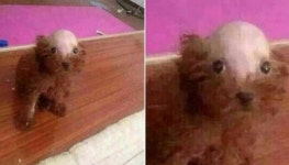 아빠만 믿고 댕댕이 미용 맡겼는데 집에 돌아온 가족들이 단체로 버럭 화낸 진짜 이유
