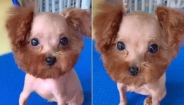 예쁘게 미용해달라고 미용실 믿고 맡겼는데 털보 아저씨 되어 돌아온 푸들 강아지