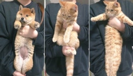 강아지에게 하는 다리 스트레칭 고양이한테도 해줬더니 눈앞에 벌어진 놀라운 상황