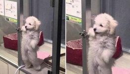 어이! 자네 날 입양할 생각없나? 사료 조금만 먹을게…두 발로 선 채 플러팅하는 댕댕이