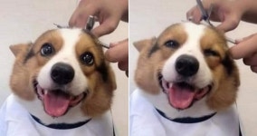 강아지 키우지 말라던 아빠가 애견 미용실에 댕댕이 데려갔다가 이 모습에 반했대요