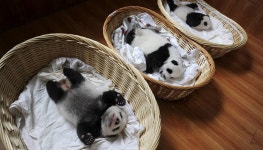 각자 바구니 하나씩 차지해 누워서 자는 아기 판다들의 생각지 못한 귀여운 일상