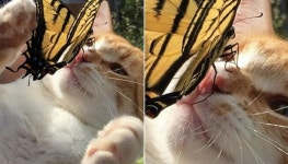 나비야! 내 코가 아무리 분홍 분홍 하다고는 하지만 너가 찾던 꽃은 아니란다