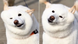 토실토실해진 얼굴 있는 힘껏 털었을 뿐인데 살이 흔들려 귀엽다는 크림치즈 강아지