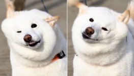 토실토실해진 얼굴 있는 힘껏 털었을 뿐인데 살이 흔들려 귀엽다는 크림치즈 강아지