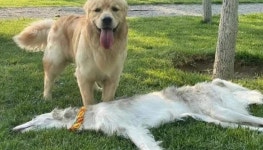 공원에 갔다 가죽만 남은 강아지가 버려진 줄 알고 경악하게 만든 사진 속 강아지의 정체