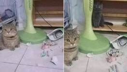 고양이덕에 남편이 몰래 숨겨놓은 비상금 발견하자 아내는 환호성을 외쳤다